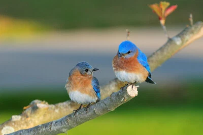 Eastern Bluebird Pair Perched on Branch Photo Art Print Poster 18x12 - Image 1 of 3