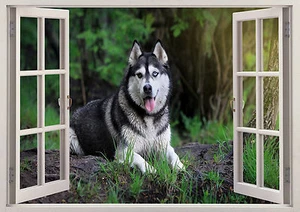 Adesivo Siberian Husky cane animali domestici effetto 3D finestra parete vista poster vinile murale - Foto 1 di 1