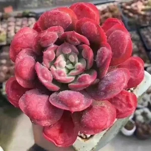 Echeveria 'raindropsAbout 7cm diameter ✘ 10cm length stem Limited one buy Only - Picture 1 of 3