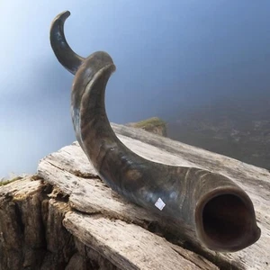 Increíble Cuerno Kudu Yemenita SHOFAR Kosher Completo Natural De Israel XL 38"-40" FR - Imagen 1 de 10