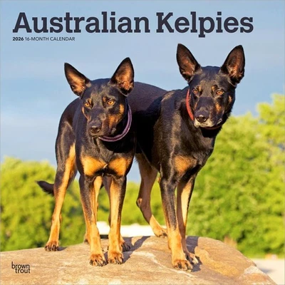 2026 Calendar Australian Kelpies 16-Month Square Wall, BrownTrout BT02206 - image 1 of 4