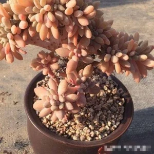 Graptophytum supreme cristata about 12cm diameter , crest succulent - Picture 1 of 4