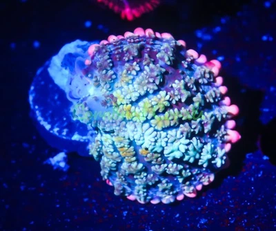 Cornbred's Frankenstein Bounce Mushroom - WYSIWYG - Frag - CORAL VIVO Foto 1 de 2