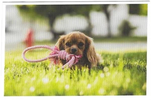 NEW Dog Puppies Chrome Postcard Long Haired Brown Cocker Spaniel Type Puppy - Picture 1 of 2
