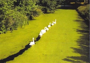 Postal Carry Munter, fotógrafo ""Swan Trail"" COMO NUEVA sin usar - Imagen 1 de 1