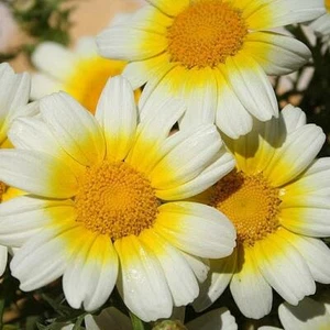 Daisy GARLAND Chrysanthemum Holistic Herbal Edible Leaves Non-GMO 1000 SEEDS! - Picture 1 of 10