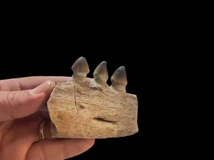 Super Mosasaur Jaw Globidens Prehistory With Authentic Ancient Marine Reptiles - Picture 1 of 4