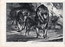 Lion Pair in Tunisia Cave Den, Large 1860s Antique Engraving Print & Article
