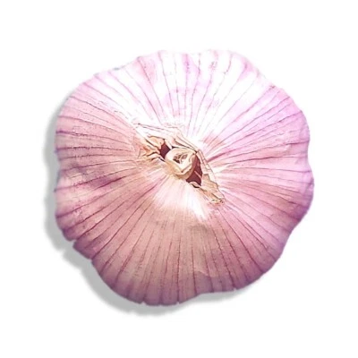 Fresh Organic Heirloom GARLIC Bulbs Chesnok Red Plant or Eat 3 bulbs - 10 lbs - Image 1 of 4