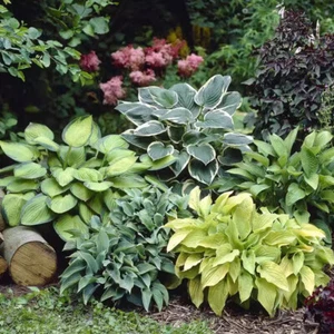100 Pezzi Di Fiori Da Giardino Semi Di Piante Verdi Hosta Hosta Plantaginea ☆ - Foto 1 di 14