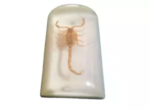 GOLDEN SCORPION SET IN RESIN BLOCK - 1970’s - Bild 1 von 3