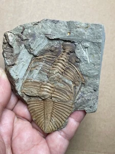 147g Silurzeit Coronocephalus Trilobit Präparat Gestein Hunan China - Bild 1 von 19