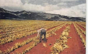 Postal HI: Plantación de piñas, Hawaii, vintage años 40 - Imagen 1 de 2