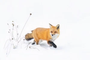 Zorro Rojo Caminando en la Nieve por Jim Cumming Fotografía Giclee Impresión - Imagen 1 de 3