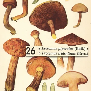 Hongo naranja alerce bolete pimienta impresión litográfica de colección hongo Otto Uzak 1951 - Imagen 1 de 2