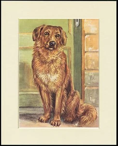 HOVAWART LOVELY LITTLE DOG PRINT MOUNTED READY TO FRAME - Picture 1 of 1