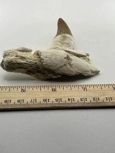 BASILOSAURUS TOOTH FOSSIL Late Eocene 40 Mi Yrs Old Artiodactyl 3.25” SC 378 - Picture 1 of 6