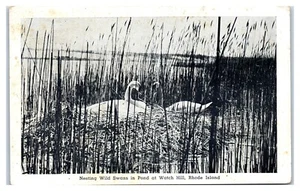 Postal de cisnes salvajes anidando en estanque en Watch Hill Rhode Island - Imagen 1 de 2