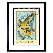 Stamp Hungary 1 Forint Goldcrest Yellow Bird Framed Print Picture Mount 12x16"