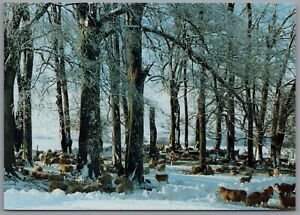 Sheep In Snow Postcard