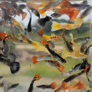 Fancy Guppy (Mixed) - Picture 1 of 1