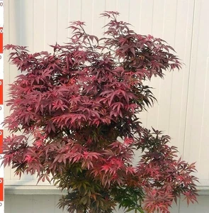Roter Fächerahorn Acer Palmatum Shaina Hochstamm 80 - 100 cm Ahorn - Bild 1 von 1