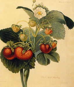 Strawberry 22x30 Hand Numbered Ltd. Edition Botanical Garden Flower Art Print - Picture 1 of 1