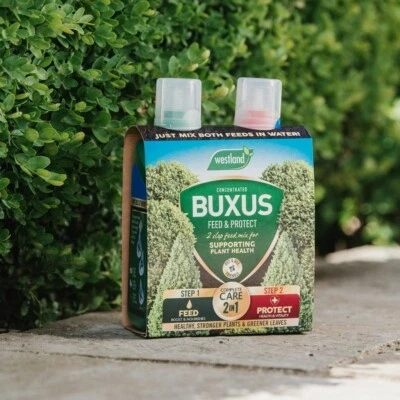 Westland Buxus Feed & Protect 2 in 1 - Image 1 of 4