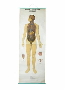 VINTAGE ENDOCRINE SYSTEM MEDICAL EDUCATIONAL SCHOOL PULL DOWN WALL CHART ANATOMY - Picture 1 of 8