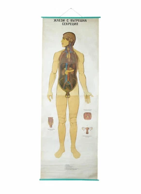 SISTEMA ENDOCRINO DE COLECCIÓN ESCUELA EDUCATIVA MÉDICA TABLA DE PARED DESPLEGABLE ANATOMÍA Foto 1 de 4