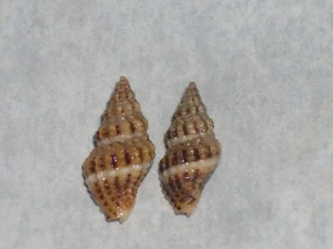 APLUS DORBIGNYI GREAT PAIR - Picture 1 of 2