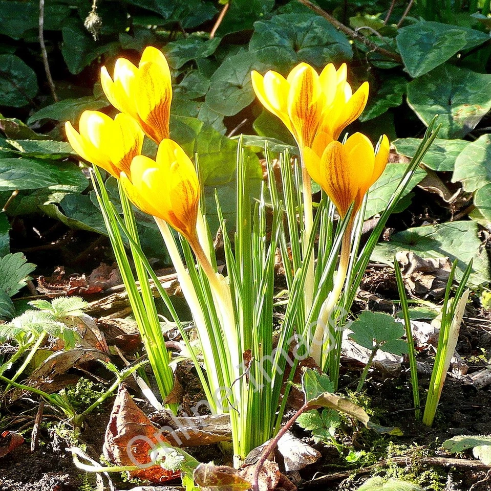 Foto 12x8 Crocus sativus, Februar Gold Bromschärpe Safran-gelber Krokus gl c2011 - Bild 1 von 1