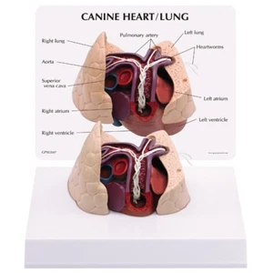 Canine Heart Lung GPI Anatomical Model w Key #9151 Make Us An Offer! SEE VIDEO - Afbeelding 1 van 2