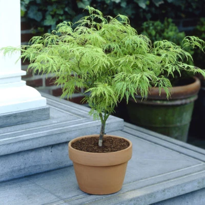 Japanese Acer Dissectum, Elegant Green Lace Leaf Maple Tree, Compact 3L Potted - Image 1 of 4