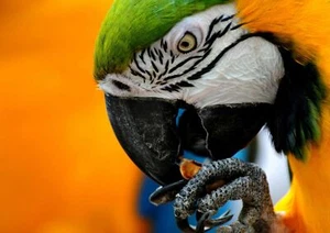 MACAW PARROT - Wild Birds Poster Picture Print Sizes A5 to A0 **FREE DELIVERY** - Foto 1 di 7