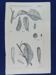 Placa Litográfica 1882 Escala Blindada Insecto Parlatoria Pergandii Entomología Impresión - Imagen 1 de 3