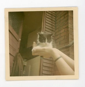 Pequeña mascota gatito gato sostenido en manos instantánea de colección animal encontrado foto a color - Imagen 1 de 3