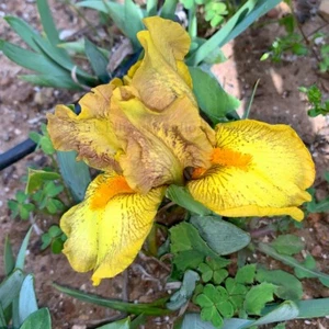 Standard Dwarf Bearded Iris Rhizome "BURN NOTICE" Chuck Chapman 2014 - Picture 1 of 3
