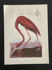 Audubon Print FLAMINGO Roger Tory Peterson Vintage 9x12 Lithograph