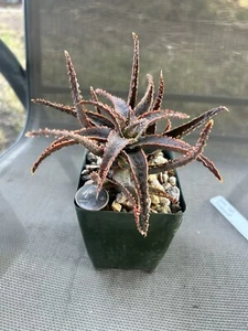 Aloe cf. Confused Cactus Cacti Succulent - Picture 1 of 4