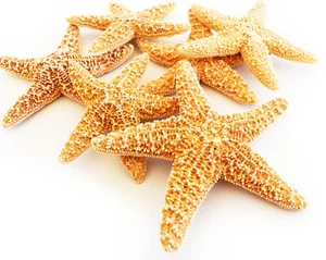 Set of 24 Small Sugar Starfish 3-4" Beach Wedding Decor Nautical Crafts Coastal - Picture 1 of 5