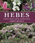 Hebes: A Guide To Species, Hybrids And Allied Genera-Lawrie Metc