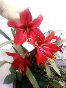 2 RARE Amaryllis Cross HIPPEASTRELIA Durga Pradhan bulb - Picture 1 of 4