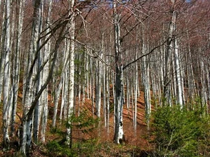 Silver Birch {Betula pendula} Fast Growing 100+ seeds Free Shipping! - Picture 1 of 3