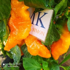 Monkey Face Yellow,10 semillas,seeds,Capsicum annuum (403) - Picture 1 of 1