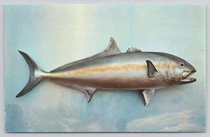 Amberjack Saltwater Fish Taxidermy Carolinas Florida Gulf of Mexico Postcard - Picture 1 of 2