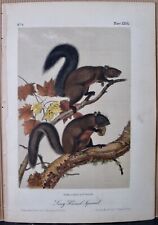 LONG HAIRED SQUIRREL AUDUBON OCTAVO EDITION 1850 HAND COLORED  LITHO J.T.BOWEN