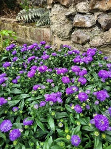Symphyotrichum (Aster) novi-belgii 'Blue Bayou' Michaelmas daisy 9cm Pot - Picture 1 of 2