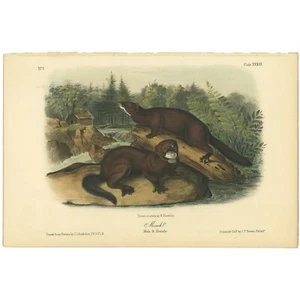Audubon Quadrupeds Octavo Bowen 1849 hand-colored lithograph Pl 33 Mink - Picture 1 of 2