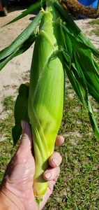 1/4 Pound G90 Sweet Corn Seeds - Picture 1 of 1